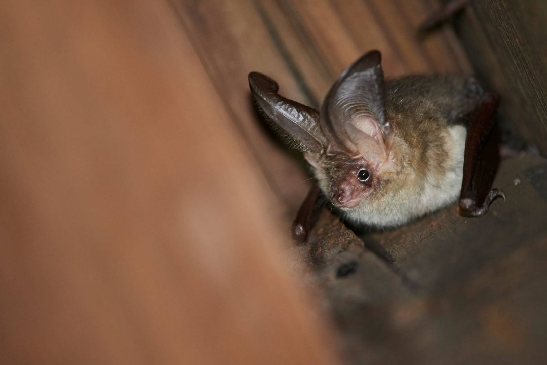 Fledermaus